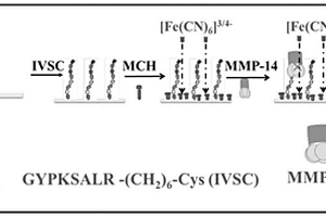 檢測(cè)MMP-14的電化學(xué)交流阻抗生物傳感器及其制備方法