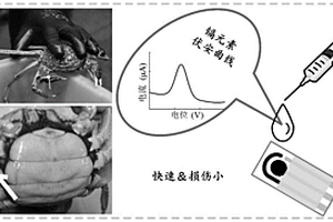 基于電化學(xué)傳感技術(shù)的中華絨螯蟹活體中鎘元素的檢測方法