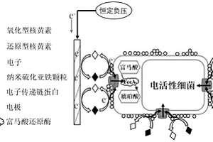 基于雜合生物膜的核黃素電化學(xué)檢測方法及傳感器