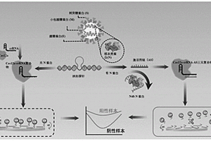 基于CRISPR/Cas12a檢測SARS-CoV-2的電化學適配體傳感器