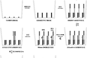 利用RNase ONE核酸酶和化學(xué)發(fā)光技術(shù)對(duì)血清miRNA進(jìn)行定量檢測(cè)的方法