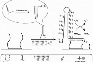 基于三嵌段探針的電化學(xué)傳感器及其在檢測(cè)轉(zhuǎn)基因雙鏈RNA中的應(yīng)用