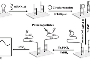 基于滾環(huán)擴(kuò)增介導(dǎo)的鈀納米顆粒對(duì)microRNA的電化學(xué)檢測(cè)方法