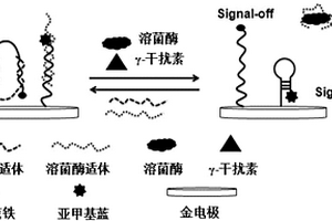 同時檢測兩種急性白血病標(biāo)志物電化學(xué)傳感器的制備方法及應(yīng)用