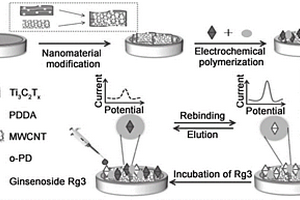 電化學(xué)傳感器及制備方法與其在檢測(cè)人參皂苷Rg3中的應(yīng)用