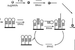信號放大技術(shù)電化學(xué)傳感器檢測DNA的方法