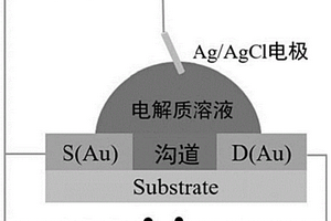 基于有機(jī)電化學(xué)晶體管的生物傳感器及檢測(cè)方法