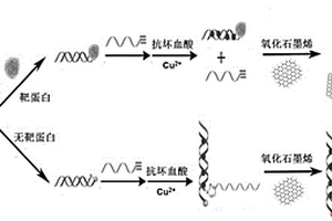 基于結(jié)合抑制點(diǎn)擊化學(xué)反應(yīng)檢測小分子配體靶蛋白的熒光生物傳感方法