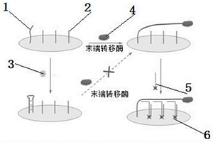 電化學(xué)放大檢測汞離子的方法