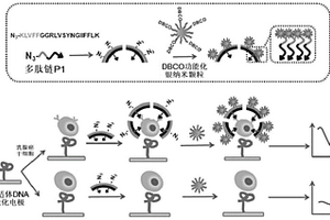 干細(xì)胞的電化學(xué)檢測方法