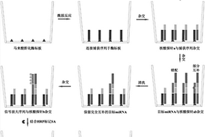 利用SOL技術(shù)和化學(xué)發(fā)光技術(shù)對(duì)血清miRNA標(biāo)志物進(jìn)行定量檢測(cè)的方法