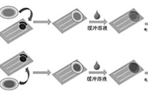 集成紙基微流控設(shè)備電化學(xué)檢測全血中的葡萄糖濃度的方法