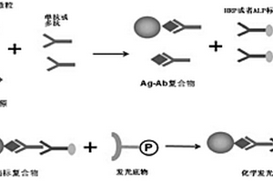 基于金磁微粒的化學(xué)發(fā)光免疫學(xué)檢測(cè)小分子物質(zhì)的方法