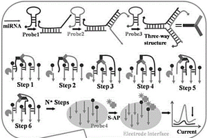內(nèi)切酶驅(qū)動(dòng)多足DNA分子機(jī)器的超敏microRNA電化學(xué)檢測(cè)方法
