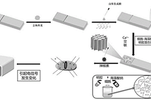 基于細(xì)胞電化學(xué)味覺傳感器高靈敏快速檢測α-羥基山椒素的方法