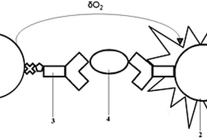 NGAL光激發(fā)化學(xué)發(fā)光檢測(cè)試劑盒、其制備及使用方法