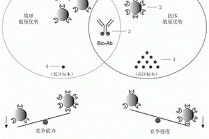 β-hCG均相化學(xué)發(fā)光檢測(cè)試劑盒及其應(yīng)用