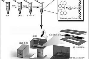 紙基雙極性電極電化學發(fā)光分子開關系統(tǒng)用于快速靈敏基因檢測致病菌的方法