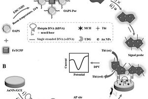 檢測尿嘧啶-DNA糖基化酶的、基于非酶納米材料信號放大的無底物電化學(xué)生物傳感器