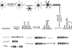 基于生物條形碼的microRNA-7a電化學(xué)檢測(cè)方法及應(yīng)用