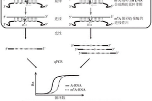 RNA化學(xué)修飾的單基因單堿基分辨率檢測方法