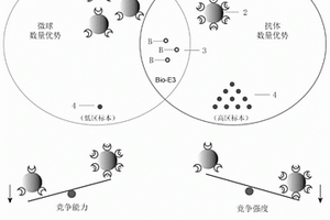 雌二醇均相化學(xué)發(fā)光檢測試劑盒及其應(yīng)用