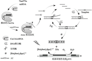 CRISPR/Cas13a結合電化學發(fā)光系統(tǒng)檢測microRNA的方法與應用