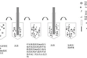 外泌體ALK融合蛋白磁免疫化學發(fā)光檢測試劑盒