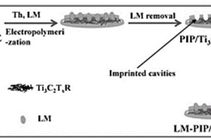 PIP/Ti3C2TxR/GCE電化學(xué)傳感器的制備方法及其檢測(cè)LM的方法