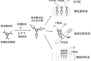 用于酶促化學(xué)發(fā)光檢測的納米酶及其用途