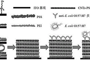 腸出血性大腸桿菌O157:H7檢測平臺及其制備方法