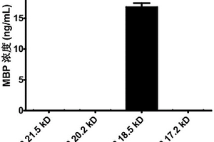 人MBP18.5kD變體抗原表位肽及特異性檢測(cè)試劑盒