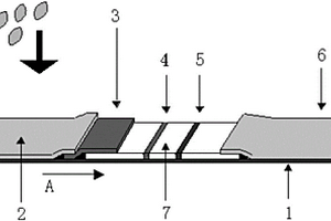 基于上轉(zhuǎn)換熒光納米粒子快速檢測農(nóng)藥殘留的免疫層析試紙及其制備方法