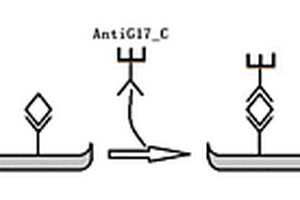 用于檢測血清中G17含量的配對抗體及其應用