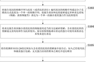 抗體捕獲蛋白及報告基因融合重組蛋白檢測抗體的方法