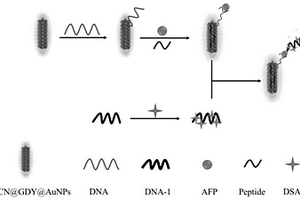 基于金納米復(fù)合材料和多肽構(gòu)建的核酸適配體熒光傳感器對(duì)甲胎蛋白的檢測(cè)方法
