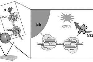 功能化的dCas9修飾蛋白及其在檢測(cè)核酸中的應(yīng)用