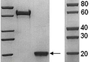 適用于檢測(cè)人外周血表達(dá)CD161分子亞群淋巴細(xì)胞的單克隆抗體的制備方法