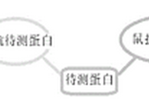 檢測蛋白的試劑盒及其應(yīng)用