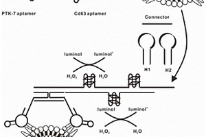 基于雙適配體檢測(cè)外泌體的生物傳感器及其制備方法與應(yīng)用