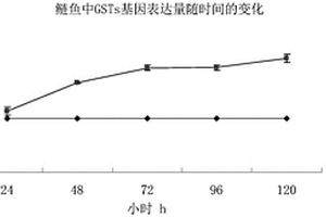 應(yīng)用鰱魚檢測養(yǎng)殖水體中污染物的方法