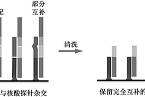 基于短核苷酸鏈連接檢測(cè)癌癥患者血清miRNA的方法