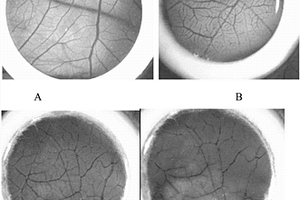利用雞胚血管系統(tǒng)檢測和評價結(jié)膜刺激性及粘膜刺激性的方法