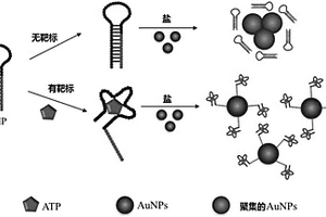 ATP核酸適配體、利用納米金顯色檢測ATP的方法及試劑盒