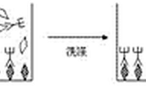 T4化學(xué)發(fā)光體外診斷試劑盒及其使用方法