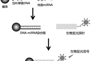 基于轉(zhuǎn)錄激活子樣效應(yīng)因子的生物發(fā)光檢測探針及其構(gòu)建方法及應(yīng)用