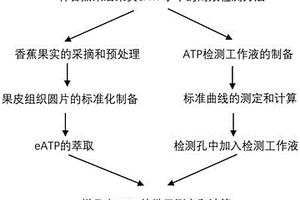 香蕉采后果實eATP水平的檢測方法