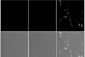 腫瘤細胞識別探針、檢測方法及應用