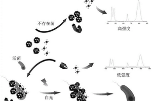 基于金銀磁-季銨鹽光學傳感的致病菌快速檢測方法