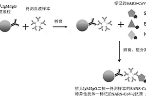 基于抗原標記物檢測新型冠狀病毒SARS-CoV-2抗體的試劑盒及方法